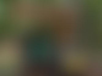 Clemmons Educational State Forest - Clayton, NC