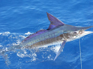 Blue marlin swimming at the surface, deep sea and marlin fishing in Puerto Vallarta