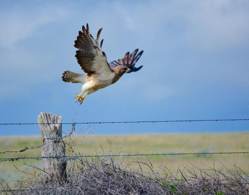 Free Flying