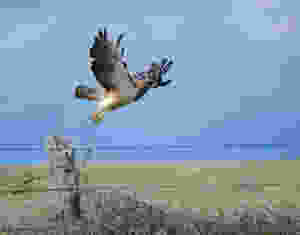 Free Flying