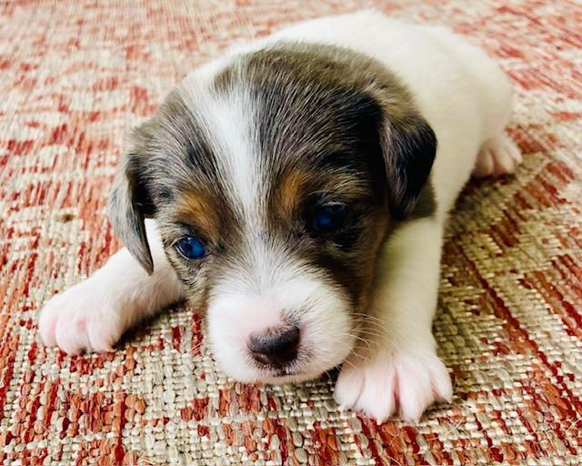 Eye-level view of a Jack Russell puppy playing in a grassy backyard