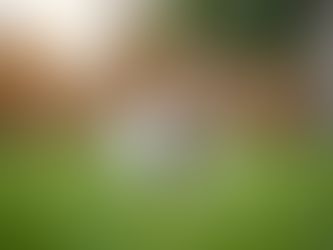 How to Find Jack Russell Puppies Near You