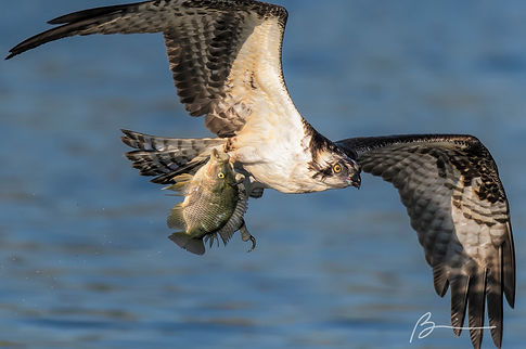 APA-2017_Osprey_A1_3086_3_Brian_Valente_KK-Web size _Click if original is 2400 pixels or l