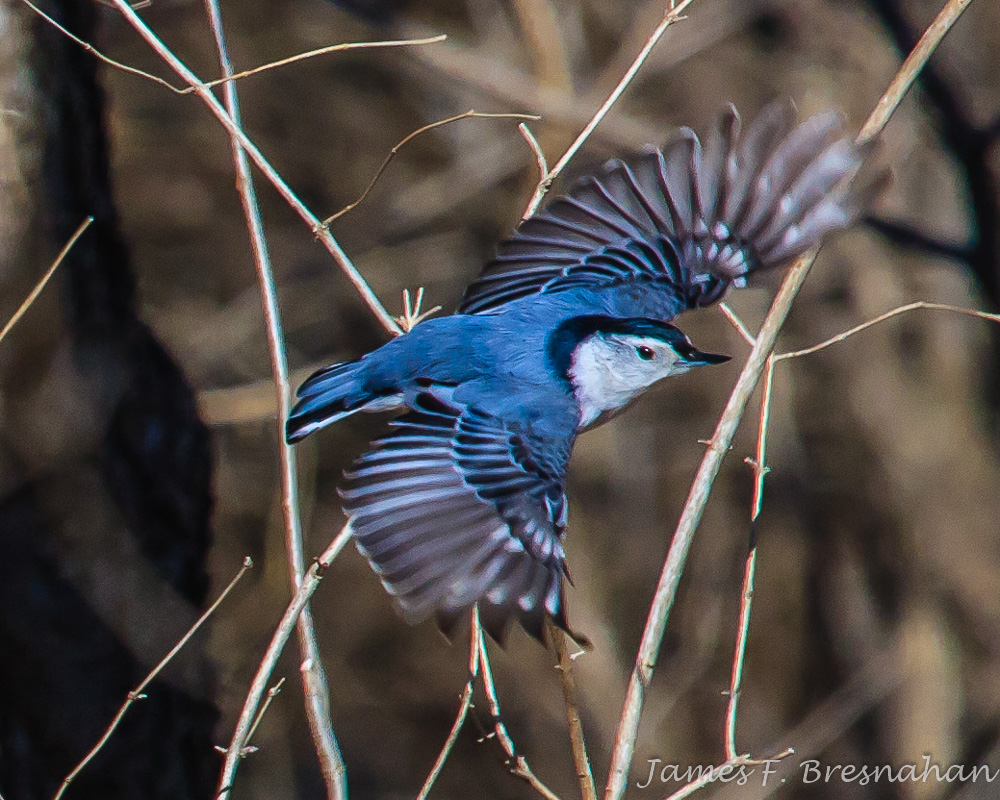 White-breasted Nuthatch