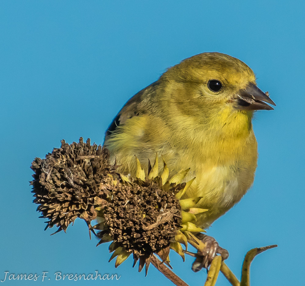 American Goldfinch - Male Non-Breeding Plumage