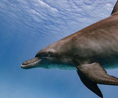 WhatsApp Image 2025-11-12 at 08.32.49.jpeg