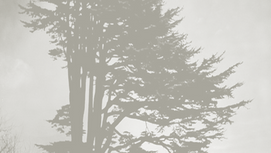 Untitled: Death is ...