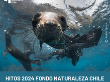 Especial Hitos 2024 Fondo Naturaleza Chile