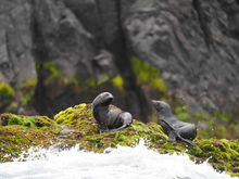 Fondo Naturaleza Chile anuncia resultados de segundo proceso de convocatorias de AMP del Archipiélago de Juan Fernández