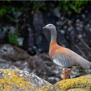 Fondo Naturaleza Chile busca analista financiero part time para el proyecto Conserva Aves