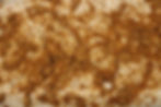 Cookie Butter