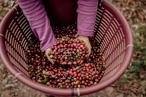 rainforest-alliance-aquiares-17.jpg