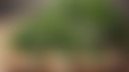 Homesteading on Your Balcony