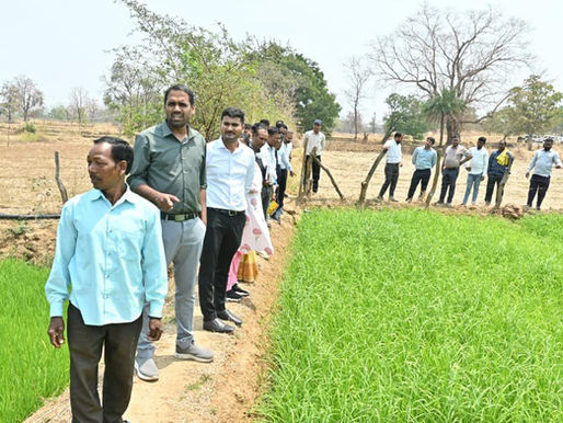 धमतरी रागी की खेती (Ragi Farming) का निरीक्षण करते कलेक्टर अबिनाश मिश्रा
