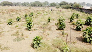 Jai-Maa-Shakti-Group-Bhakara-Tree-Plantation-Campaign