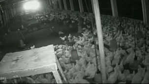 Leopard Attack in Poultry Farm CCTV footage showing leopard entering poultry farm in Mohlai Dhamtari