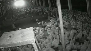 Leopard Attack in Poultry Farm CCTV footage showing leopard entering poultry farm in Mohlai Dhamtari