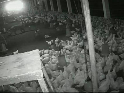 Leopard Attack in Poultry Farm CCTV footage showing leopard entering poultry farm in Mohlai Dhamtari