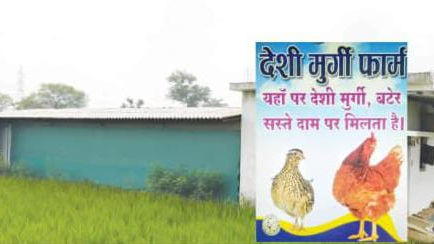 'मुर्गा पार्टी' का खूनी न्यू ईयर: किसान को लहूलुहान कर लूट ले गए 20 देशी मुर्गे, पुलिस की 'सरहद' में फंसा न्याय