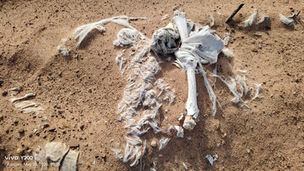 Dhamtari Sand Mine Human Skeleton Illegal Mining Issue Kharenga