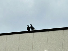 続・引き渡し前清掃