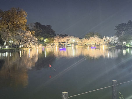 大宮公園の夜桜