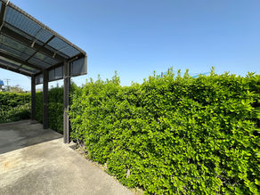 物件の植栽の剪定に行ってきました