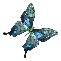 Watercolor Butterfly 15