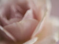 flower_petal_macro_photograph_2k_2026081-mspl3upp-20vm.jpg