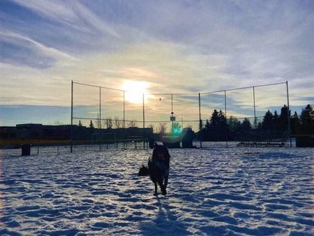Dog Walk Five: Play Ball