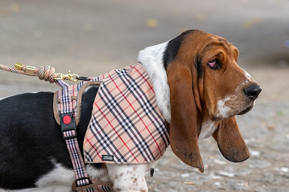 Capture d’écran 2025-10-07 120742.png