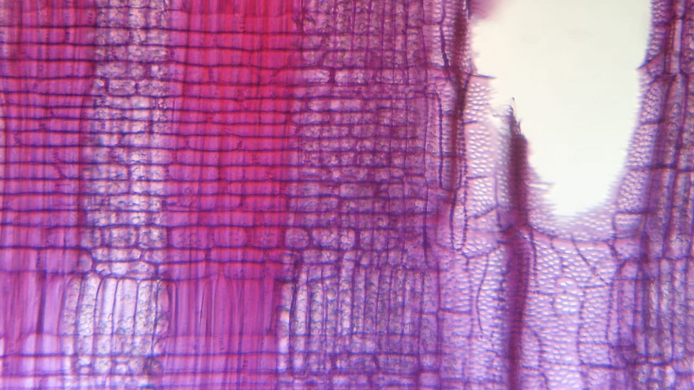 ClitoriaFairchildiana25XI2023v