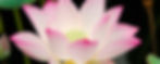 gros-plan-fleur-lotus_edited.jpg