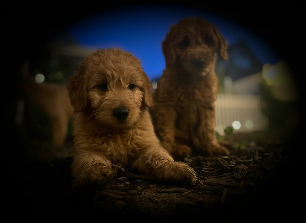 two puppies at night on mulch, background houses and lights blurred, landscape