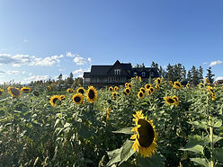image_50445313-2048x1536.jpg