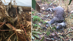 They've killed all of our Koalas