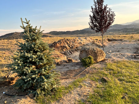 Why Wool Pellets Help Trees Thrive