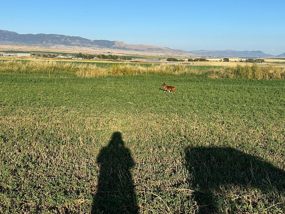 Wool Pellets by Ranching Tradition Fiber Field test results