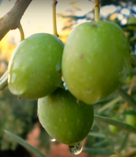 ORGANIC EXTRA VIRGIN OLIVE OIL
