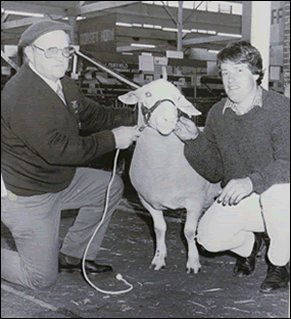 Celebrating 40 Years of White Suffolk Breeding!