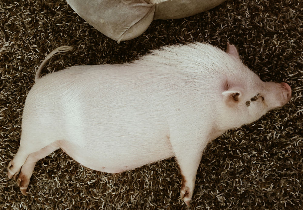 The Promise Of A 50lb Pig the-promise-of-a-50lb-pig