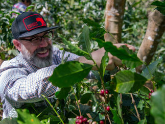 man smiling and picking coffee beans from a tree