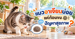แมวอาเจียนบ่อย แค่ก้อนขน หรือสัญญาณปัญหาสุขภาพ?