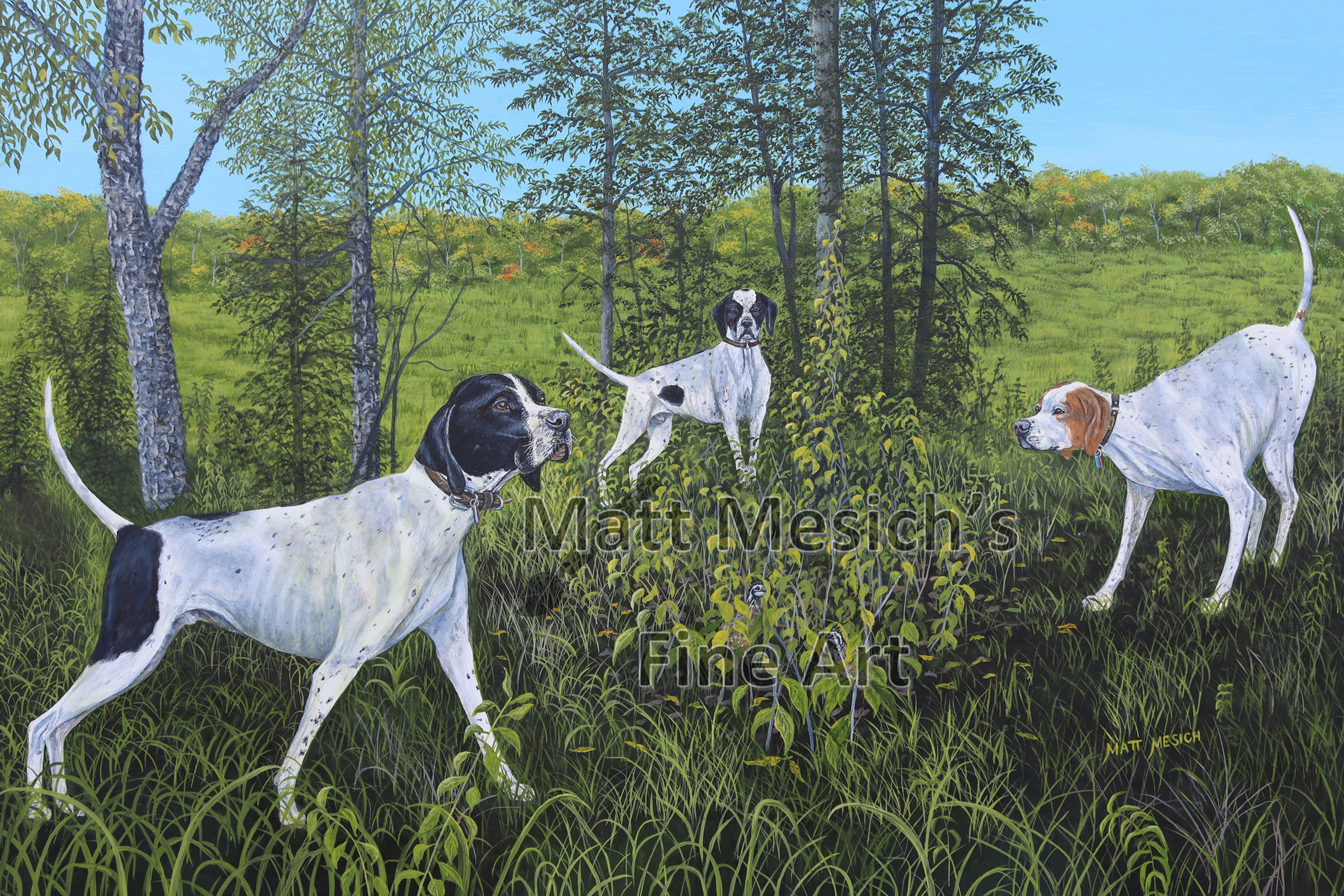English Pointers