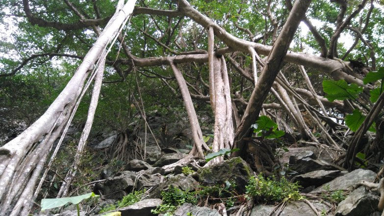 奄美フロンティアガイド