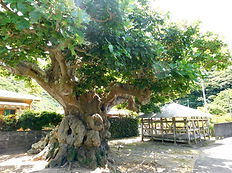 阿多地のデイゴ