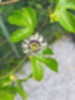 ree