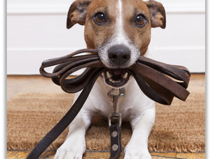 UNLEASHED DOG – CALL THE POLICE