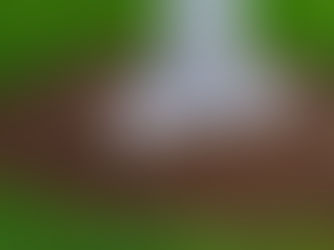 Mulching Landscape Trees