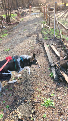 driveway pasture fence